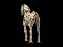 Load image into Gallery viewer, PRE-ORDER - Skeleton Steed Legion Builder
